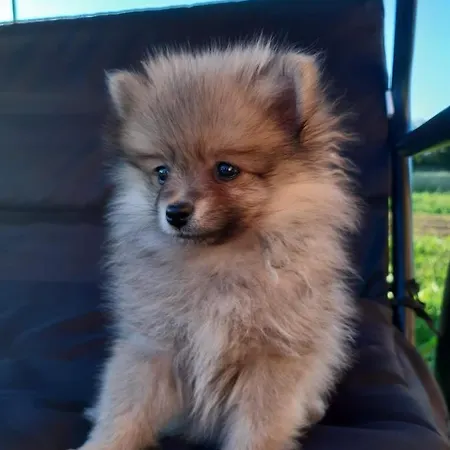 公寓 Dziupla U Gorala 斯扎法拉瑞