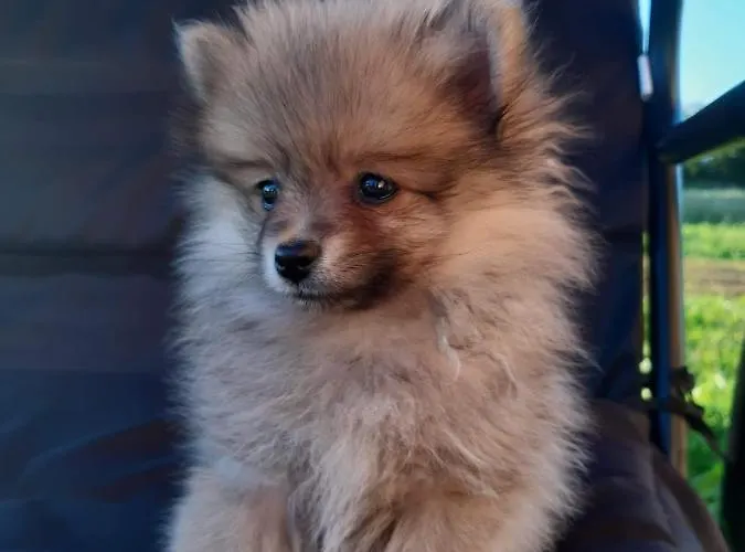 Appartamento Dziupla U Gorala Szaflary